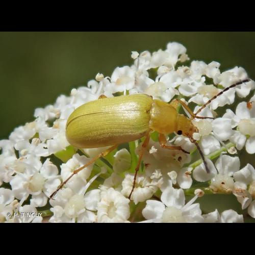 <i>Cteniopus sulphureus</i> (Linnaeus, 1758) © H. TINGUY