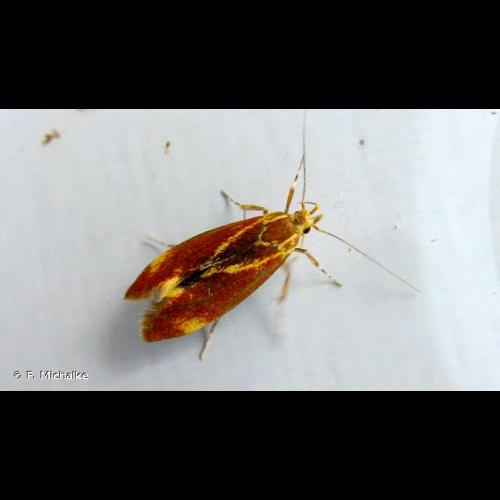 <i>Metalampra italica</i> Baldizzone, 1977 © F. Michalke