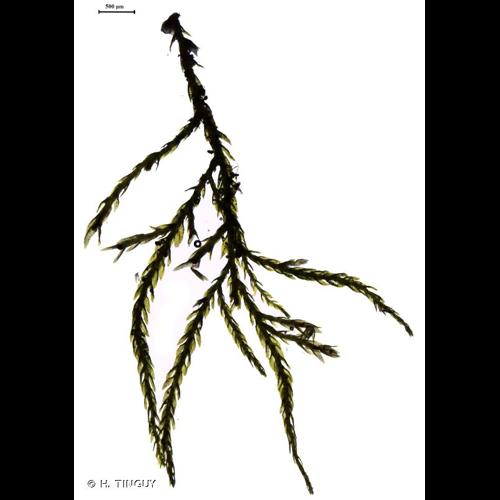 <i>Heterocladium flaccidum</i> (Schimp.) A.J.E.Sm., 2006 © H. TINGUY