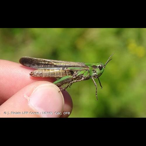 <i>Aiolopus puissanti</i> Defaut, 2005 © J. Piolain LPR Corse - MNHN, CdC, OFB