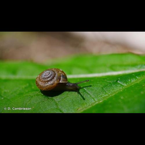 <i>Trochulus montanus</i> (S. Studer, 1820) © D. Combrisson