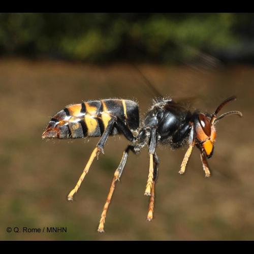 <i>Vespa velutina</i> Lepeletier, 1836 &copy; NULL