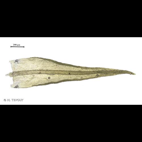 <i>Didymodon rigidulus</i> Hedw., 1801 &copy; H. TINGUY