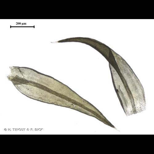 <i>Grimmia lisae</i> De Not., 1837 &copy; H. TINGUY & F. BICK