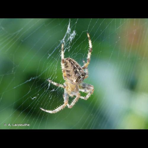<i>Araneus diadematus</i> Clerck, 1758 © A. Lacoeuilhe