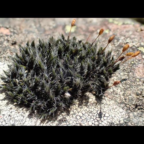 <i>Grimmia longirostris</i> Hook., 1818 © H. TINGUY