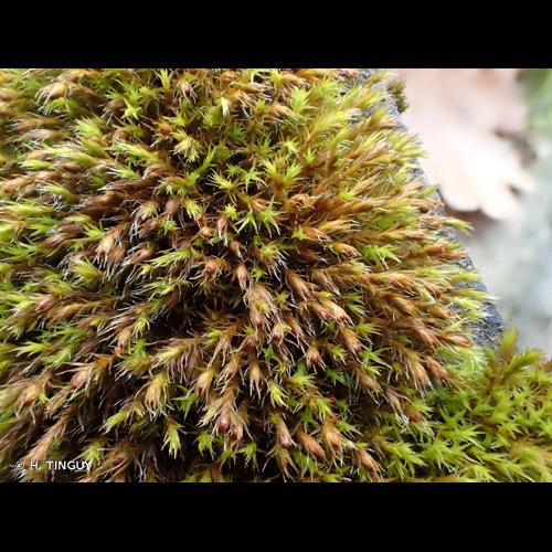 <i>Schistidium elegantulum</i> H.H.Blom, 1996 © H. TINGUY