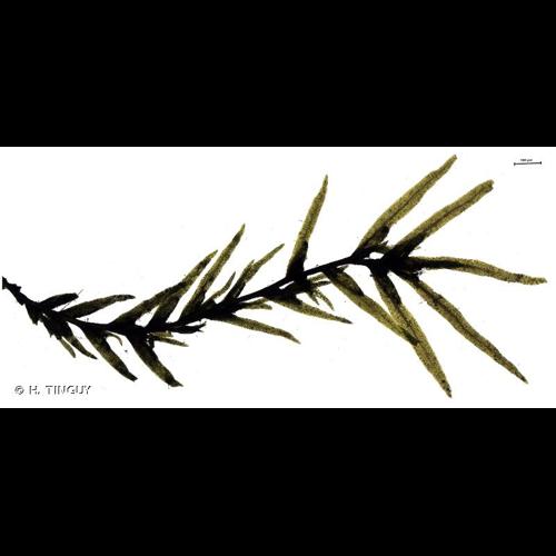 <i>Fissidens fontanus</i> (Bach.Pyl.) Steud., 1824 &copy; H. TINGUY