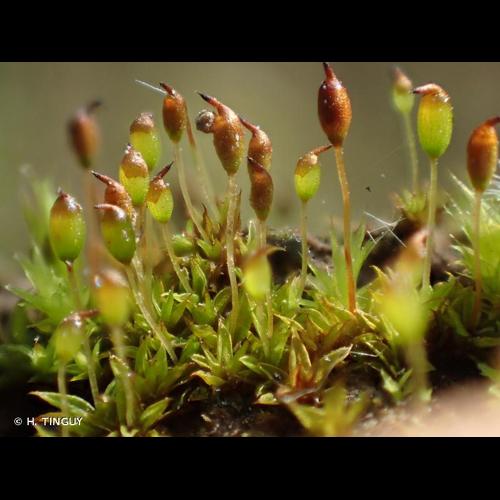 <i>Microbryum davallianum</i> (Sm.) R.H.Zander, 1993 © H. TINGUY
