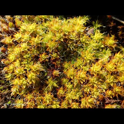 <i>Syntrichia calcicola</i> J.J.Amann, 1918 &copy; H. TINGUY