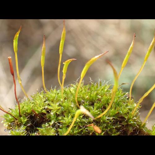 <i>Syntrichia laevipila</i> Brid., 1819 © H. TINGUY