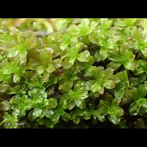 <i>Syntrichia latifolia</i> (Bruch ex Hartm.) Huebener, 1833 © H. TINGUY