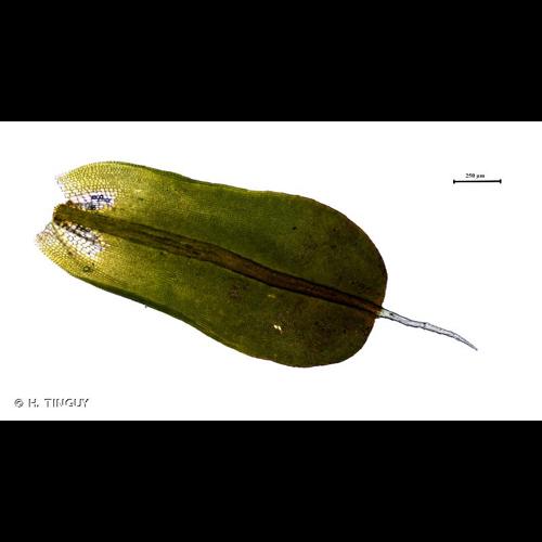 <i>Syntrichia montana</i> Nees, 1819 © H. TINGUY