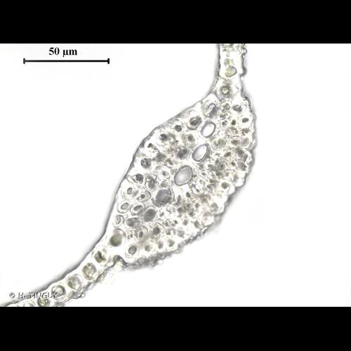 <i>Didymodon spadiceus</i> (Mitt.) Limpr., 1888 © H. TINGUY