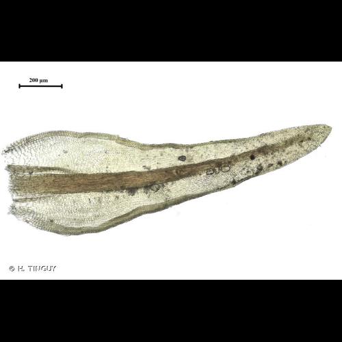 <i>Didymodon tophaceus</i> (Brid.) Lisa, 1837 © H. TINGUY