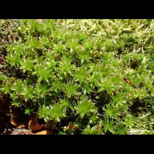 <i>Syntrichia ruralis</i> (Hedw.) F.Weber & D.Mohr, 1803 © H. TINGUY