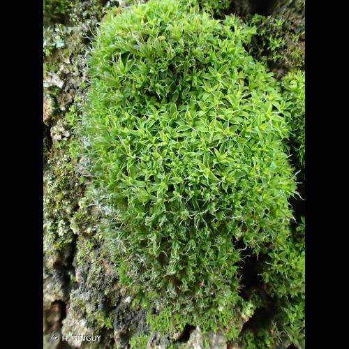 <i>Syntrichia virescens</i> (De Not.) Ochyra, 1992 © H. TINGUY