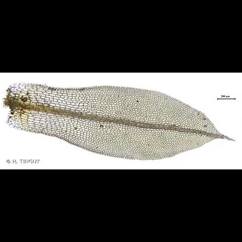 <i>Tortula truncata</i> (Hedw.) Mitt., 1870 © H. TINGUY