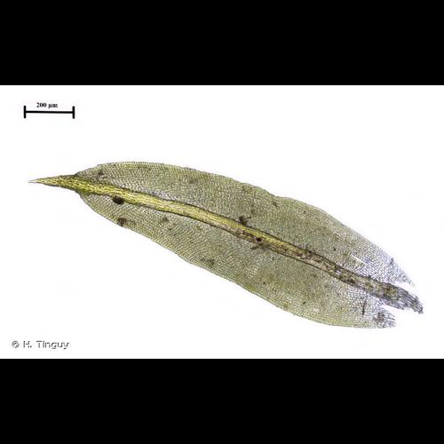 <i>Zygodon stirtonii</i> Schimp. ex Stirt. © H. Tinguy