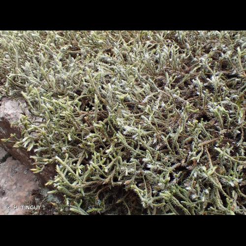 <i>Hedwigia stellata</i> Hedenäs © H. TINGUY