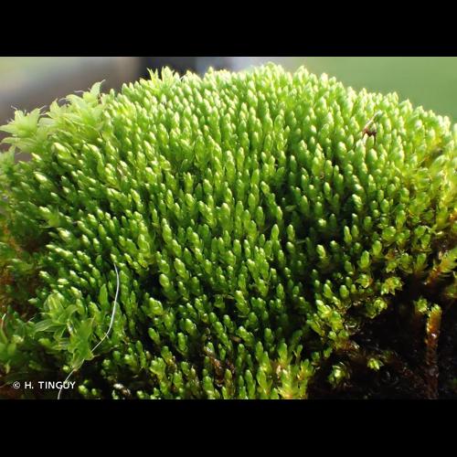 <i>Bryum dichotomum</i> Hedw., 1801 © H. TINGUY