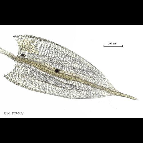 <i>Bryum gemmiferum</i> R.Wilczek & Demaret, 1976 © H. TINGUY