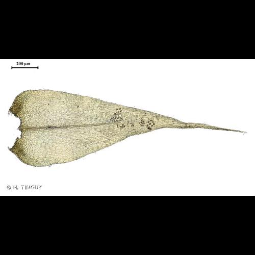 <i>Campyliadelphus chrysophyllus</i> (Brid.) R.S.Chopra © H. TINGUY