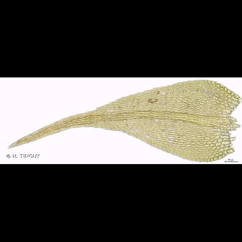 <i>Hygroamblystegium varium</i> (Hedw.) Mönk., 1911 © H. TINGUY