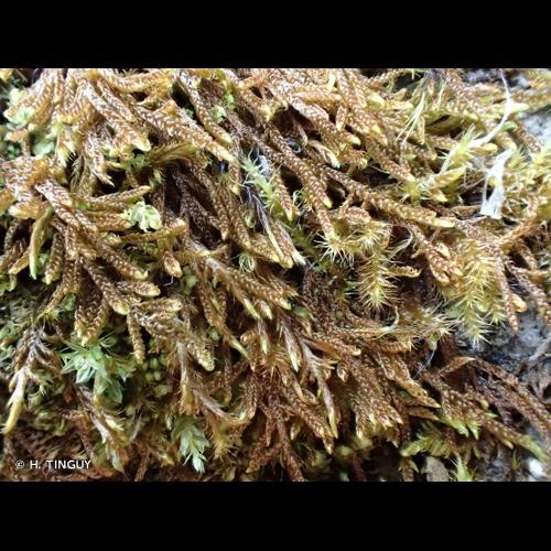 <i>Palustriella falcata</i> (Brid.) Hedenäs, 1992 &copy; H. TINGUY