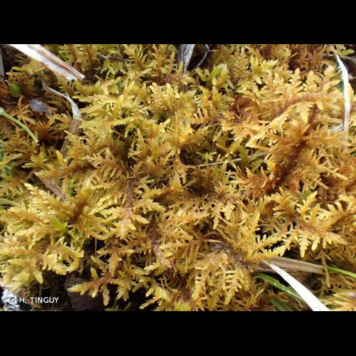 <i>Thuidium assimile</i> (Mitt.) A.Jaeger © H. TINGUY