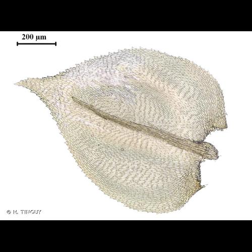 <i>Oxyrrhynchium hians</i> (Hedw.) Loeske, 1907 © H. TINGUY