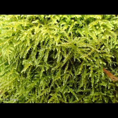 <i>Oxyrrhynchium schleicheri</i> (R.Hedw.) Röll © H. Tinguy