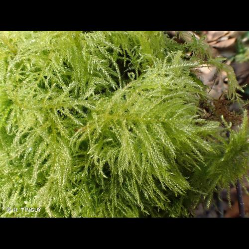 <i>Kindbergia praelonga</i> (Hedw.) Ochyra, 1982 © H. TINGUY