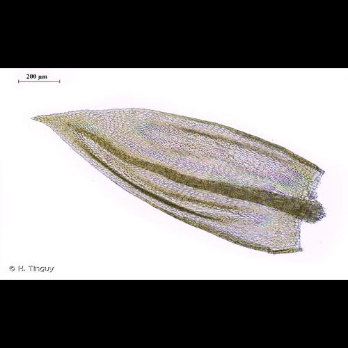 <i>Sciuro-hypnum flotowianum</i> (Sendtn.) Ignatov & Huttunen, 2002 &copy; H. Tinguy