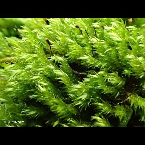 <i>Sciuro-hypnum plumosum</i> (Hedw.) Ignatov & Huttunen, 2002 © H. TINGUY