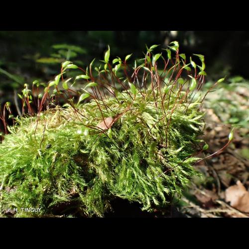<i>Sciuro-hypnum populeum</i> (Hedw.) Ignatov & Huttunen, 2002 &copy; H. TINGUY