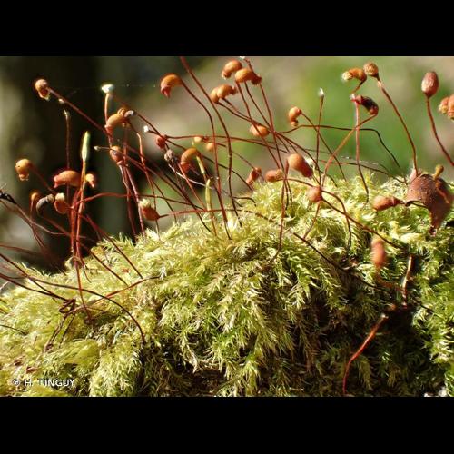 <i>Brachytheciastrum velutinum</i> (Hedw.) Ignatov & Huttunen, 2002 © H. TINGUY