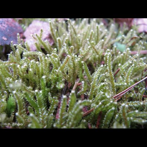 <i>Calliergonella lindbergii</i> (Mitt.) Hedenäs, 1990 © H. Tinguy