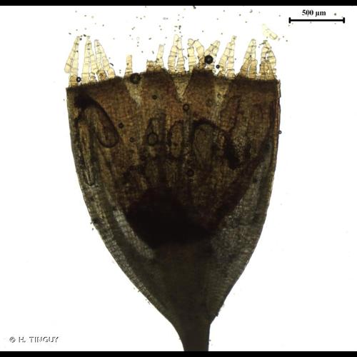 <i>Orthotrichum cupulatum </i>Hoffm. ex Brid., 1801 var.<i> cupulatum</i> © H. TINGUY