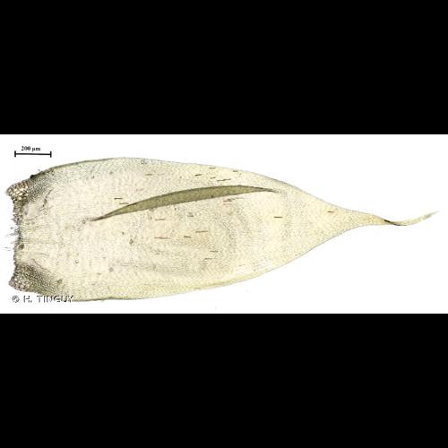 <i>Hypnum cupressiforme </i>Hedw., 1801 var.<i> cupressiforme</i> © H. TINGUY