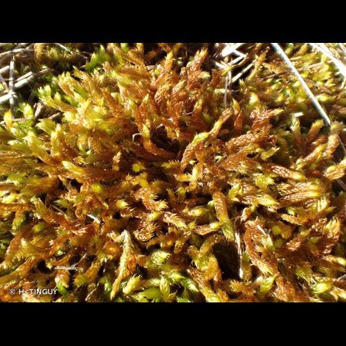 <i>Hypnum cupressiforme </i>var.<i> lacunosum</i> Brid., 1801 &copy; H. TINGUY