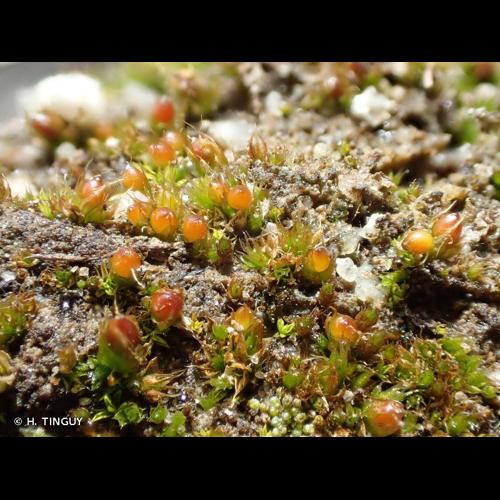 <i>Tortula acaulon </i>var.<i> pilifera</i> (Hedw.) R.H.Zander, 1993 © H. TINGUY