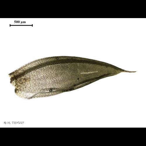 <i>Tortula protobryoides</i> R.H.Zander, 1993 © H. TINGUY