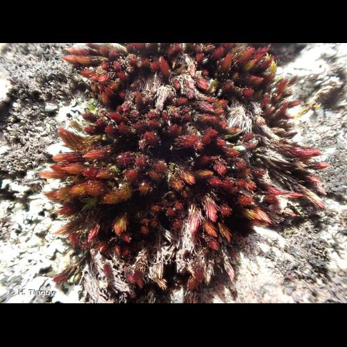 <i>Imbribryum alpinum</i> (Huds. ex With.) N.Pedersen, 2005 &copy; H. Tinguy
