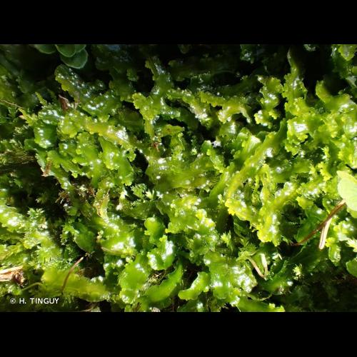 <i>Aneura maxima</i> (Schiffn.) Steph., 1899 © H. TINGUY