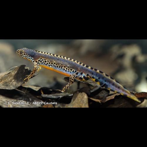 <i>Ichthyosaura alpestris</i> (Laurenti, 1768) © E. SANSAULT - ANEPE Caudalis