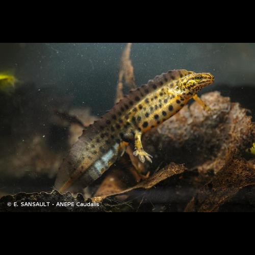 <i>Lissotriton vulgaris</i> (Linnaeus, 1758) © E. SANSAULT - ANEPE Caudalis