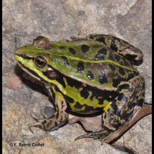<i>Pelophylax lessonae</i> (Camerano, 1882) &copy; F. Serre Collet