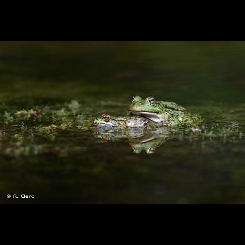 <i>Pelophylax ridibundus</i> (Pallas, 1771) &copy; R. Clerc