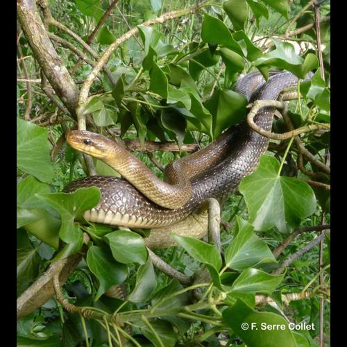 <i>Zamenis longissimus</i> (Laurenti, 1768) &copy; F. Serre Collet